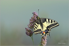 <p>OTAKÁREK FENYKLOVÝ (Papilio machaon) Rychnov u Jbc n. N. ----- /Old World swallowtail - Schwalbenschwanz/</p>
