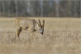 <p>SRNEC OBECNÝ (Capreolus capreolus) Šluknovsko - Jiříkov --- /European roe deer - Reh/</p>