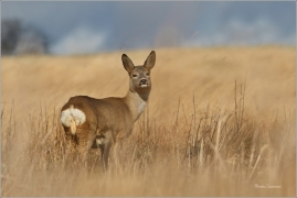 <p>SRNEC OBECNÝ (Capreolus capreolus) Šluknovsko - Valdek --- /European roe deer - Reh/</p>