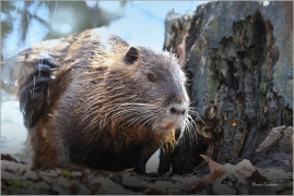 <p>NUTRIE ŘÍČNÍ (Myocastor coypus) M. Boleslav ---- /Coypu- Nutria/</p>
