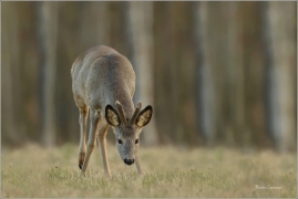 <p>SRNEC OBECNÝ (Capreolus capreolus) Šluknovsko - Harta --- /European roe deer - Reh/</p>