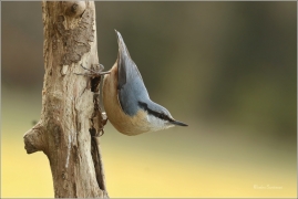 <p>BRHLÍK LESNÍ (Sitta europaea) ---- /Eurasian nuthatch - Kleiber/</p>