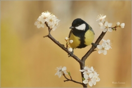 <p>SÝKORA KOŇADRA (Parus major) ------- /Great tit - Kohlmeise/</p>