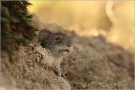 <p>NORNÍK RUDÝ (Clethrionomys glareolus) Šluknovsko-Jiříkov ---- /Bank vole – Rötelmaus/</p>