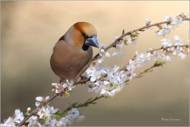 <p>DLASK TLUSTOZOBÝ (Coccothraustes coccothraustes) Šluknovsko - Jiříkov ---- /Hawfinch - Kernbeißer/</p>