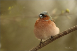 <p>PĚNKAVA OBECNÁ - sameček (Fringilla coelebs) ---- /Chaffinch - Buchfink/</p>