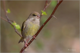 <p>ZVONEK ZELENÝ (Carduelis chloris) ---- /European greenfinch - Grünfink/</p>