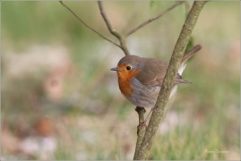 <p>ČERVENKA OBECNÁ (Erithacus rubecula) ------- /European robin - Rotkehlchen</p>
