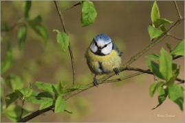 <p>SÝKORA MODŘINKA (Cyanistes caeruleus) ---- /Eurasian blue tit - Blaumeise/</p>