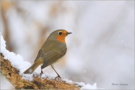 <p>ČERVENKA OBECNÁ (Erithacus rubecula) ------- /European robin - Rotkehlchen</p>