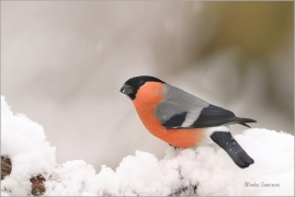 <p>HÝL OBECNÝ (Pyrrhula pyrrhula) Šluknovsko - Jiříkov ------- /Eurasian bullfinch - Gimpel/</p>