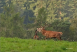 <p>JELEN LESNÍ (Cervus elaphus)  - Lužické hory --- / Red deer / Rothirsch</p>