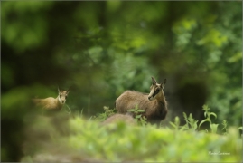 <p>KAMZÍK HORSKÝ (Rupicapra rupicapra) Lužické hory, ---- /Chamois - Gämse/</p>