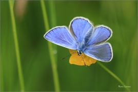 <p>MODRÁSEK JEHLICOVÝ - sameček (Polyommatus icarus) ---- /Common blue butterfly - Hauhechel-Bläuling/</p>