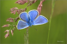 <p>MODRÁSEK JEHLICOVÝ - sameček (Polyommatus icarus) - Šluknovsko, Jiříkov --- /Common blue butterfly - Hauhechel-Bläuling/</p>