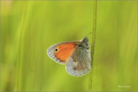 <p>OKÁČ POHÁŇKOVÝ (Coenonympha pamphilus) ---- /Small heath - Kleines Wiesenvögelchen/</p>