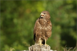 <p>KÁNĚ LESNÍ (Buteo buteo) /Common buzzard - Mäusebussard/</p>