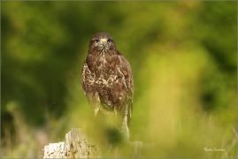 <p>KÁNĚ LESNÍ (Buteo buteo) v lidské péči --- /Common buzzard - Mäusebussard/</p>