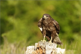 <p>KÁNĚ LESNÍ (Buteo buteo) v lidské péči --- /Common buzzard - Mäusebussard/</p>