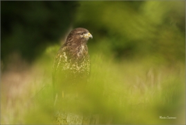 <p>KÁNĚ LESNÍ (Buteo buteo) /Common buzzard - Mäusebussard/</p>
