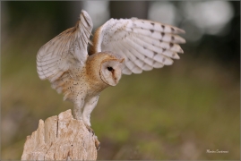 <p>SOVA PÁLENÁ (Tyto alba) /Western barn owl - Schleiereule/</p>