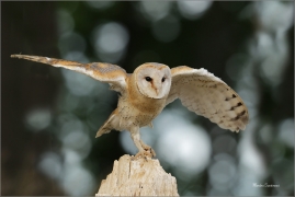 <p>SOVA PÁLENÁ (Tyto alba) v lidské péči /Western barn owl - Schleiereule/</p>