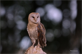 <p>SOVA PÁLENÁ (Tyto alba) v lidské péči /Western barn owl - Schleiereule/</p>