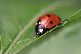 <p>SLUNÉČKO SEDMITEČNÉ (Coccinella septempunctata) ---- /Seven-spotted ladybug - Siebenpunkt-Marienkäfer/</p>