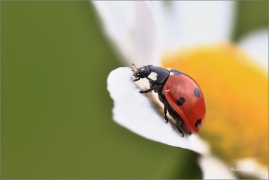 <p>SLUNÉČKO SEDMITEČNÉ (Coccinella septempunctata) ---- /Seven-spotted ladybug - Siebenpunkt-Marienkäfer/</p>
