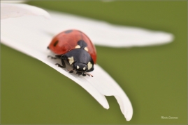 <p>SLUNÉČKO SEDMITEČNÉ (Coccinella septempunctata) ---- /Seven-spotted ladybug - Siebenpunkt-Marienkäfer/</p>