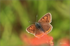 <p>OHNIVÁČEK ČERNOSKVRNNÝ - samička (Lycaena tityrus) Šluknovsko -Jiříkov ---- /Sooty copper - Brauner Feuerfalter/</p>