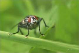 <p>MASAŘKA OBECNÁ (Sarcophaga carnaria) ---- /Common flesh fly - Graue Fleischfliege/</p>
