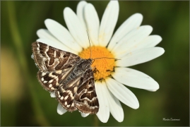 <p>JETELOVKA MENŠÍ (Euclidia mi) ----- /Scheck-Tageule/</p>