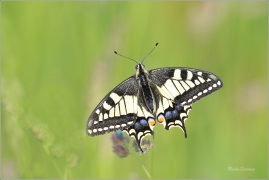 <p>OTAKÁREK FENYKLOVÝ (Papilio machaon) Rychnov u Jbc n. N. ----- /Old World swallowtail - Schwalbenschwanz/</p>