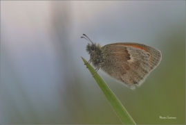 <p>OKÁČ POHÁŇKOVÝ (Coenonympha pamphilus) ---- /Small heath - Kleines Wiesenvögelchen/</p>