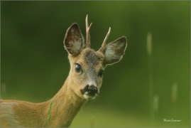 <p>SRNEC OBECNÝ (Capreolus capreolus) Šluknovsko - Valdek --- /European roe deer - Reh/</p>