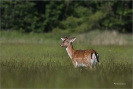 <p>DANĚK SKVRNITÝ (Dama dama) Šluknovsko - Valdek /Fallow deer - Damhirsch/</p>