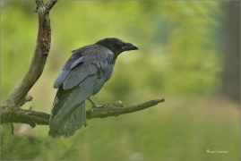 <p>KRKAVEC VELKÝ (Corvus corax) v lidské péči ---- /Common raven - Kolkrabe/</p>