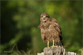 <p>KÁNĚ LESNÍ (Buteo buteo) v lidské péči --- /Common buzzard - Mäusebussard/</p>
