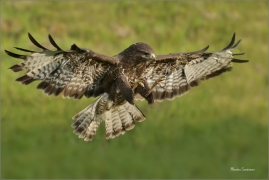 <p>KÁNĚ LESNÍ (Buteo buteo) v lidské péči --- /Common buzzard - Mäusebussard/</p>