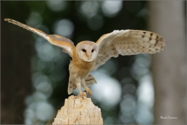<p>SOVA PÁLENÁ (Tyto alba) v lidské péči /Western barn owl - Schleiereule/</p>