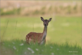 <p>DANĚK SKVRNITÝ (Dama dama) Šluknov-údolí /Fallow deer - Damhirsch/</p>