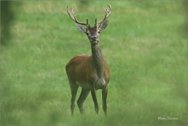 <p>JELEN LESNÍ (Cervus elaphus) Lužické hory - pod Studencem / Red deer - Rothirsch/</p>