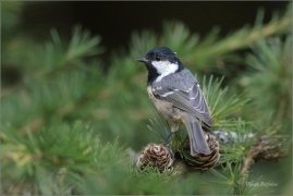 <p>SÝKORA UHELNÍČEK (Periparus ater) ---- /Coal tit - Tannenmeise/</p>