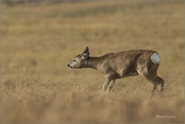 <p>SRNEC OBECNÝ (Capreolus capreolus) Šluknovsko - Jiříkov --- /European roe deer - Reh/</p>