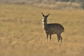 <p>SRNEC OBECNÝ (Capreolus capreolus) Šluknovsko - Jiříkov --- /European roe deer - Reh/</p>