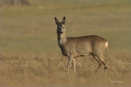<p>SRNEC OBECNÝ (Capreolus capreolus) Šluknovsko - Jiříkov --- /European roe deer - Reh/</p>