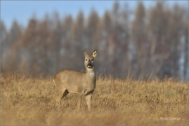 <p>SRNEC OBECNÝ (Capreolus capreolus) Šluknovsko - Jiříkov --- /European roe deer - Reh/</p>