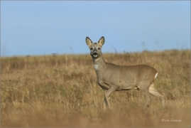 <p>SRNEC OBECNÝ (Capreolus capreolus) Šluknovsko - Jiříkov --- /European roe deer - Reh/</p>