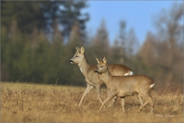 <p>SRNEC OBECNÝ (Capreolus capreolus) Šluknovsko - Jiříkov --- /European roe deer - Reh/</p>